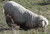 Lame sheep, with foot rot, a chronic inflammatory condition, showing  grazing on knees