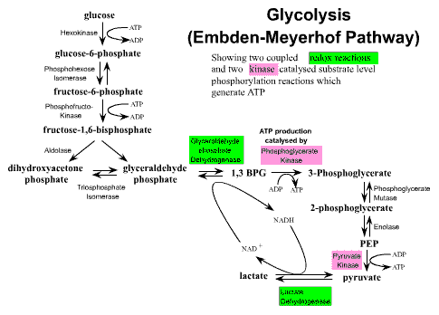 Glycolysis Flow Chart