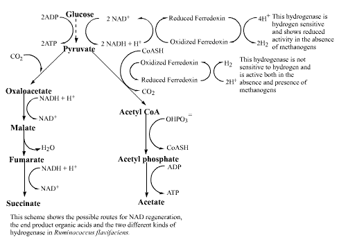 Steroidogenesis pathway wikipedia